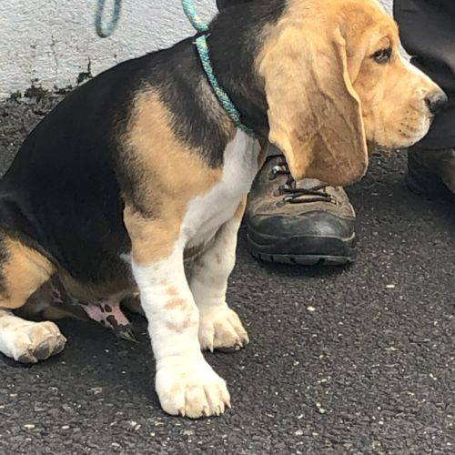 Chiots beagles lof de 4 mois à vendre #1