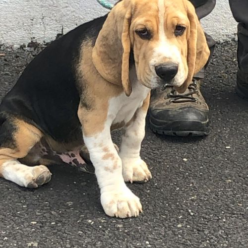 Chiots beagles lof de 4 mois à vendre #2