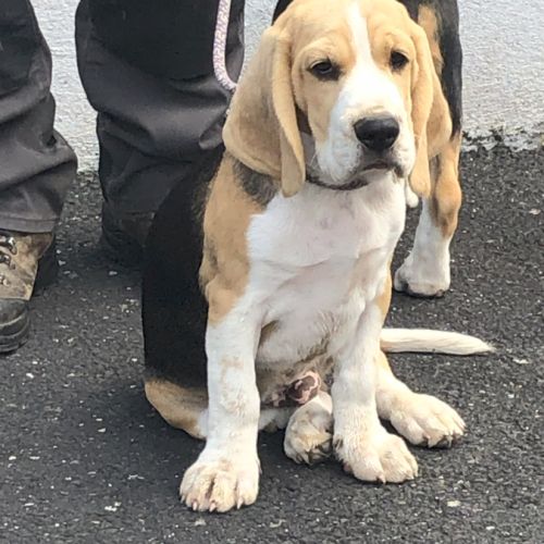 Chiots beagles lof de 4 mois à vendre #6