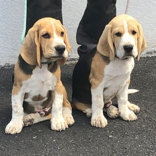 Chiots beagles lof de 4 mois à vendre #0