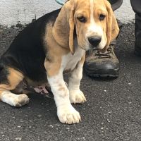 Chiots beagles lof de 4 mois à vendre #2