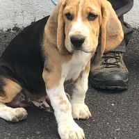 Chiots beagles lof de 4 mois à vendre #3
