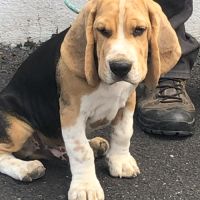 Chiots beagles lof de 4 mois à vendre #4