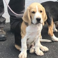 Chiots beagles lof de 4 mois à vendre #5