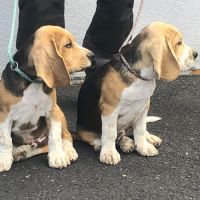 Chiots beagles lof de 4 mois à vendre #7