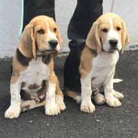 Chiots beagles lof de 4 mois à vendre