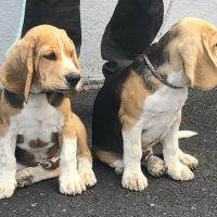 Chiots beagles lof de 4 mois à vendre #9