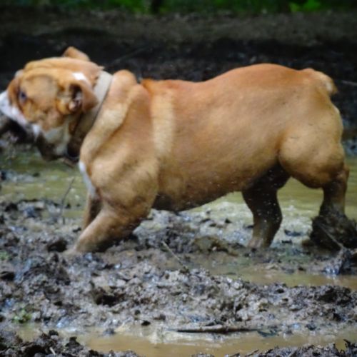 Bulldog anglais lof disponible à la saillie #0