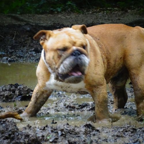 Bulldog anglais lof disponible à la saillie #2