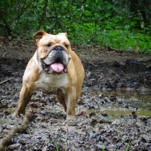 Bulldog anglais lof disponible à la saillie #3