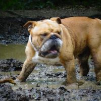 Bulldog anglais lof disponible à la saillie #2