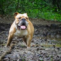 Bulldog anglais lof disponible à la saillie #3