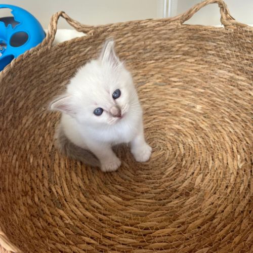 Chaton sacré de birmanie loof #2