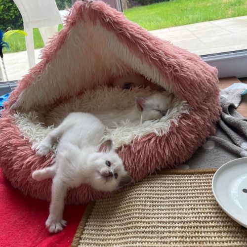 Chaton sacré de birmanie loof #3