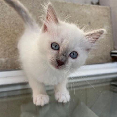 Chaton sacré de birmanie loof #4