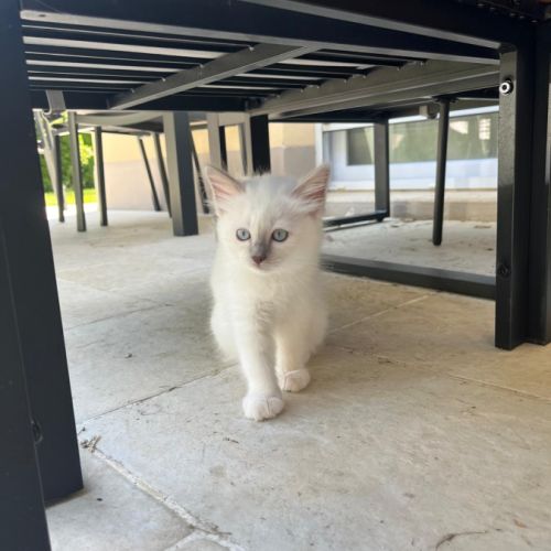 Chaton sacré de birmanie loof #5