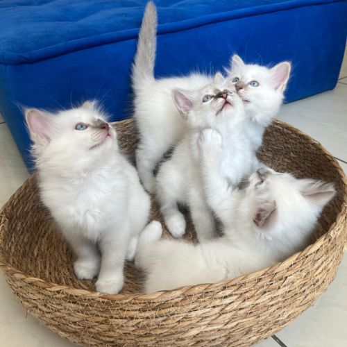 Chaton sacré de birmanie loof #6