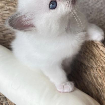 Chaton sacré de birmanie loof #7