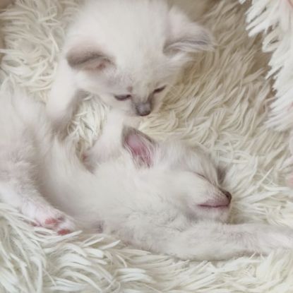 Chaton sacré de birmanie loof #8