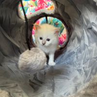 Chaton sacré de birmanie loof #1