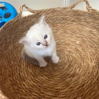 Chaton sacré de birmanie loof #2