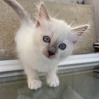 Chaton sacré de birmanie loof #4