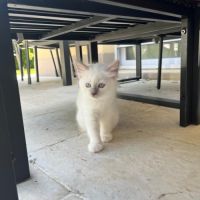 Chaton sacré de birmanie loof #5