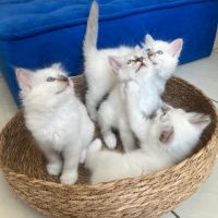 Chaton sacré de birmanie loof #6