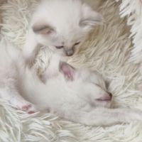 Chaton sacré de birmanie loof #8