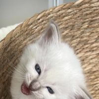 Chaton sacré de birmanie loof