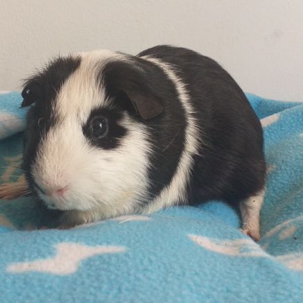 Très gentil cochon d'inde à poils courts et lisses #3