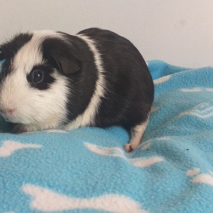 Très gentil cochon d'inde à poils courts et lisses #4