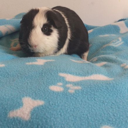 Très gentil cochon d'inde à poils courts et lisses #5