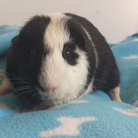 Très gentil cochon d'inde à poils courts et lisses #1