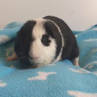 Très gentil cochon d'inde à poils courts et lisses