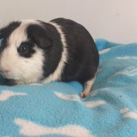 Très gentil cochon d'inde à poils courts et lisses #4