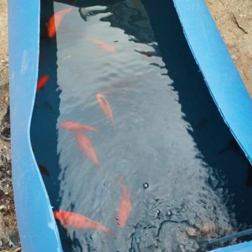 Poissons rouge shubukin à vendre #2