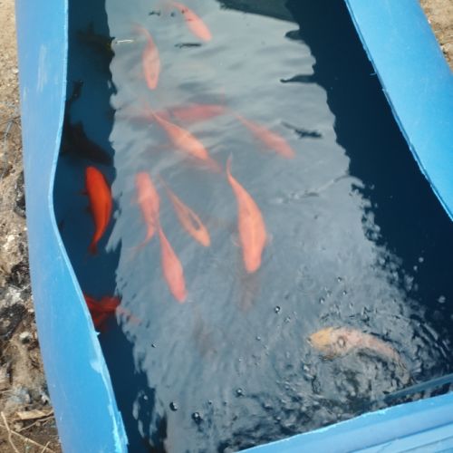 Poissons rouge shubukin à vendre #3