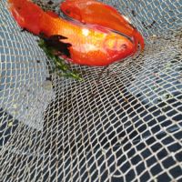 Poissons rouge shubukin à vendre