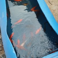 Poissons rouge shubukin à vendre #4