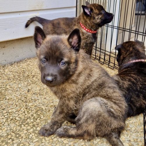 Chiots bergers hollandais lof #3