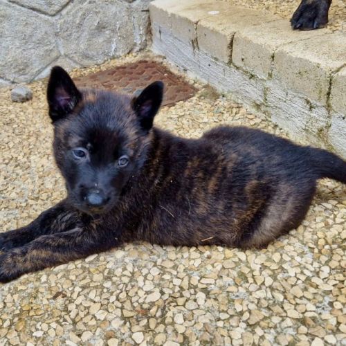 Chiots bergers hollandais lof #7