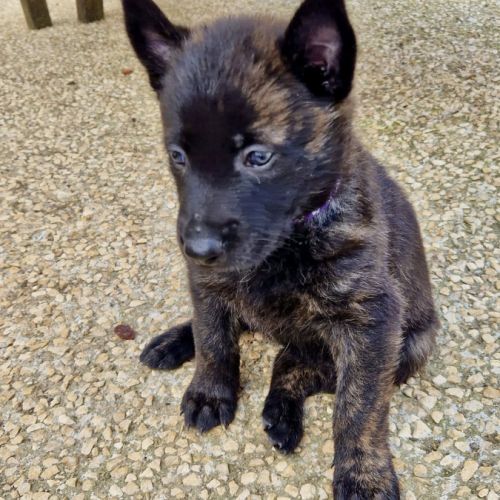 Chiots bergers hollandais lof #8