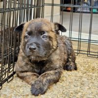 Chiots bergers hollandais lof #1