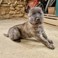 Chiots bergers hollandais lof #4