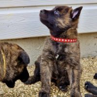 Chiots bergers hollandais lof