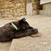 Chiots bergers hollandais lof #6