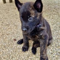 Chiots bergers hollandais lof #8