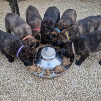 Chiots bergers hollandais lof #9