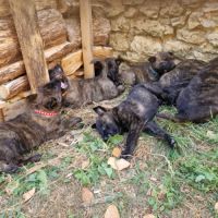 Chiots bergers hollandais lof #10